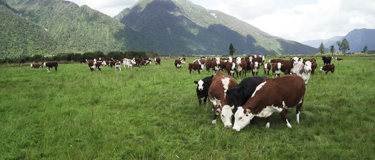 ニュージーランドに一面に広がる大自然と乳牛たち