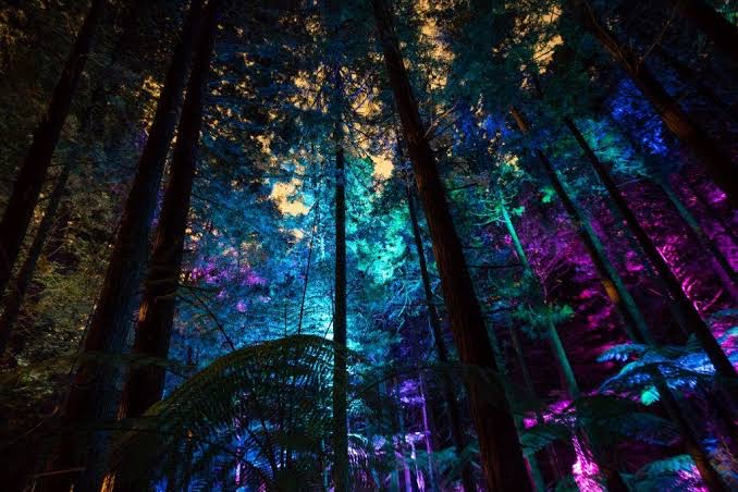 映画アバターの撮影ロケ地となったニュージーランドの森